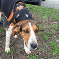 SANGLIER, chien à adopter
