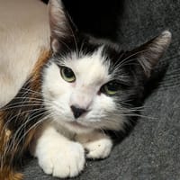 GROSEILLE, chatte à adopter