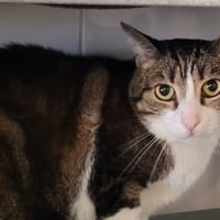 TIGROU, chat à adopter