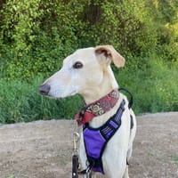 WALIBI, chien à adopter