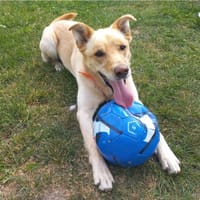 Chico, chien à adopter