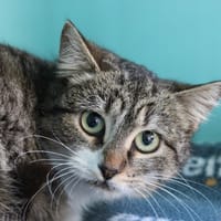 Mew, chatte à adopter