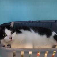 CANELLE, chatte à adopter