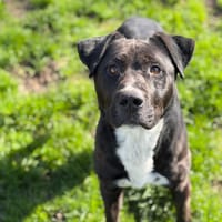 Roger CAA14909, chien à adopter