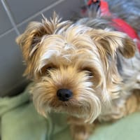 THOR, chien à adopter