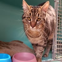 Mila, chatte à adopter