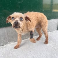 DIOR, chienne à adopter