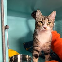 Colette, chatte à adopter