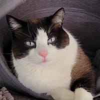 RENE dit TIBET, chat à adopter