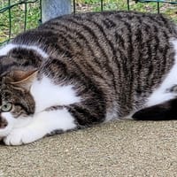 Neiko, chat à adopter