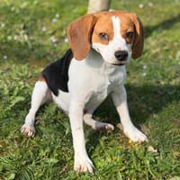 Filey CAA14921, chien à adopter