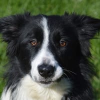 CAELI CHAO, chienne à adopter