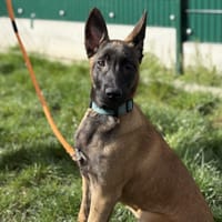 ATHENA DU PARADIS DES EDELWEISS, chienne à adopter