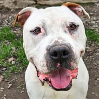 SOA, chien à adopter