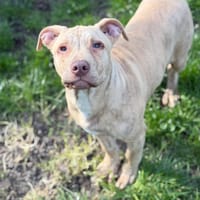 Yukon CAA14911, chien à adopter