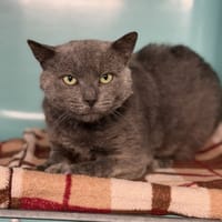 Otis CAB5163, chat à adopter