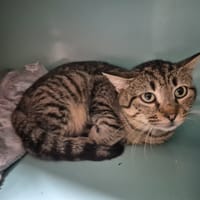 Mister, chat à adopter