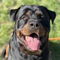 THE ROCK, chien à adopter