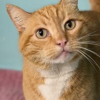 Khizo CAB5239, chat à adopter