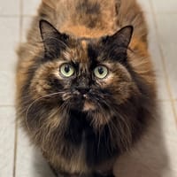 ONYX, chatte à adopter