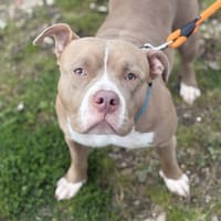 NAMRA, chienne à adopter