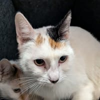MYRTILLE, chatte à adopter