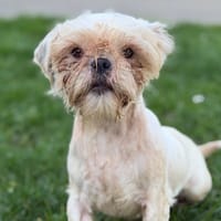 jolie CAA14917, chienne à adopter