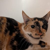 A_nommer, chatte à adopter
