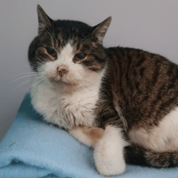 POMPON 2 CHA, chat à adopter