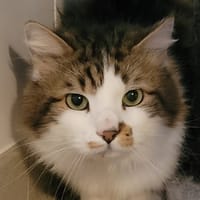 MICHOKO, chat à adopter