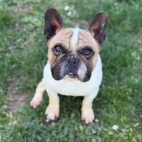 Pogo CAA14920, chien à adopter