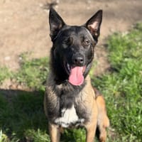 Lyra CAA14910, chienne à adopter