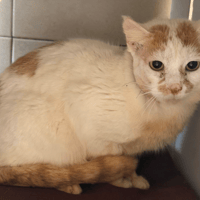 CHIC, chat à adopter