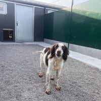 DJOE, chien à adopter