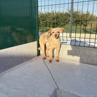 ATHENA, chienne à adopter