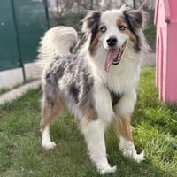 RAINBOW, chien à adopter