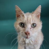 NESTOR, chat à adopter