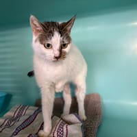 Paulette, chatte à adopter