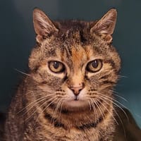 JORDANNA, chatte à adopter