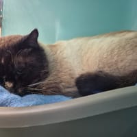 GUERMANGE QCT, chat à adopter