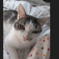 ANNETTE, chatte à adopter