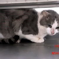 Mimine, chat à adopter