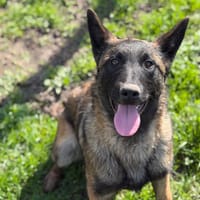 Sansa CAA14914, chienne à adopter