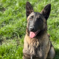 Stark CAA14915, chien à adopter