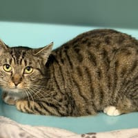 Holly CAB5250, chatte à adopter