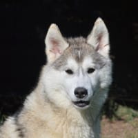 OLIVE CHAO, chienne à adopter