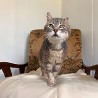 GUNNOLF, chat à adopter