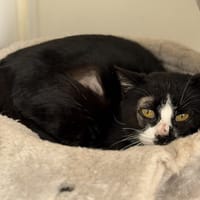 Lagertha CAB5243, chatte à adopter