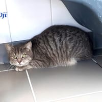 Oji, chat à adopter