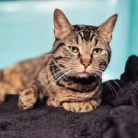 Mopti, chat à adopter